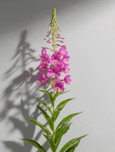 Canadian Willowherb