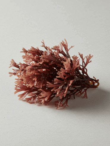 Chondrus Crispus