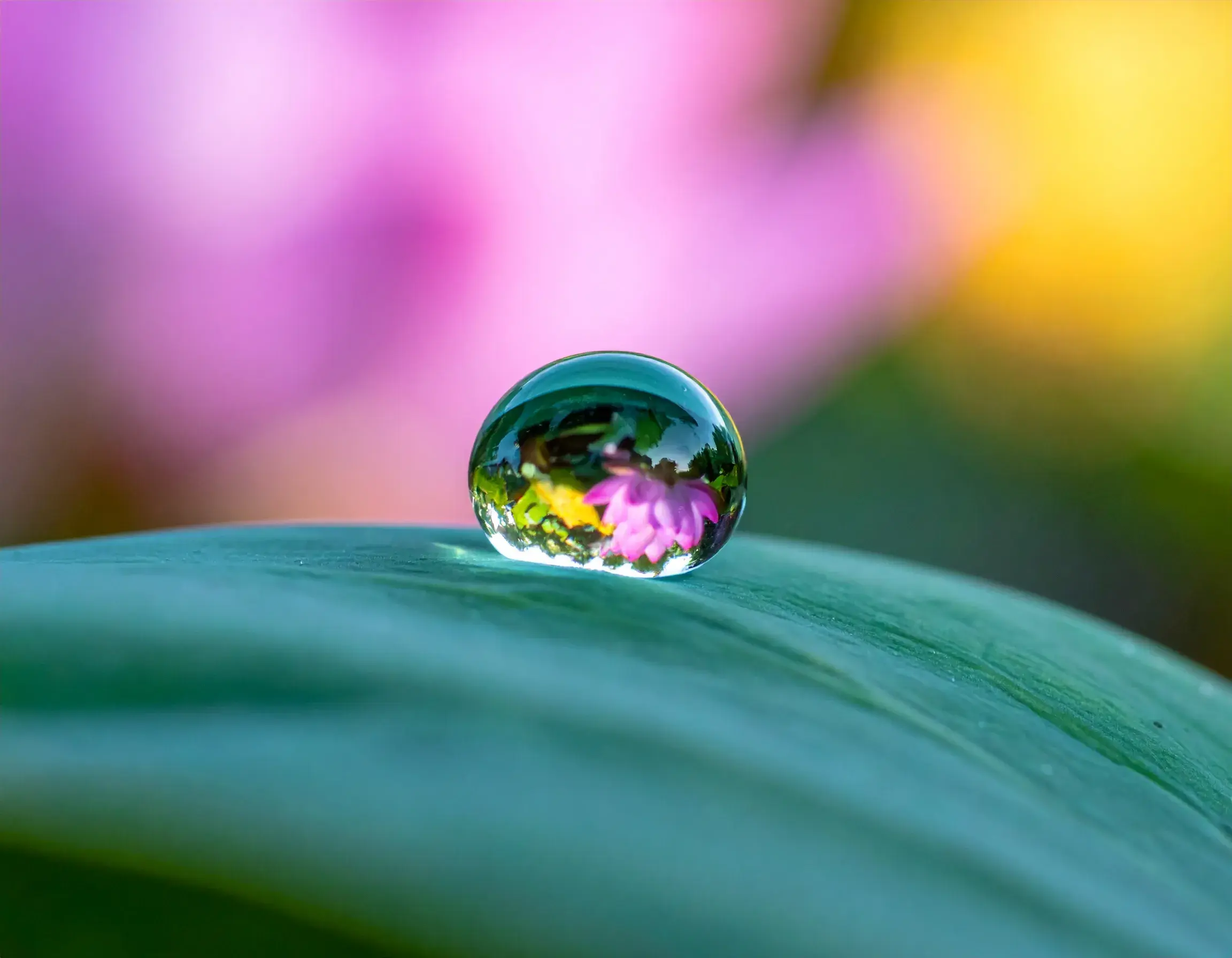 Crystal Clear Water Droplet on Lotus Leaf